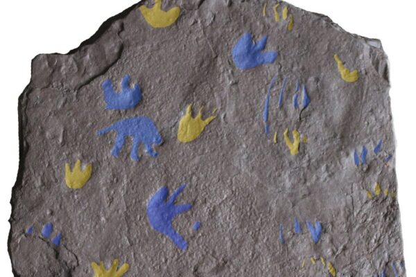 Ancient reptile footprints upend theories about when animals evolved to live on land