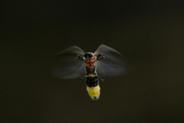 Fireflies are lighting up summer skies. But the glowing bugs are still on the decline